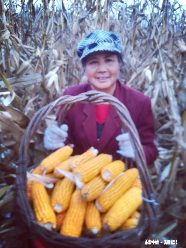 吉林省哪里收玉米怎么样