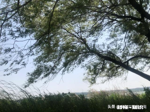 手杆挂猪肝专钓甲鱼怎么钓