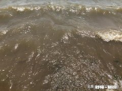 手杆挂猪肝专钓甲鱼怎么钓