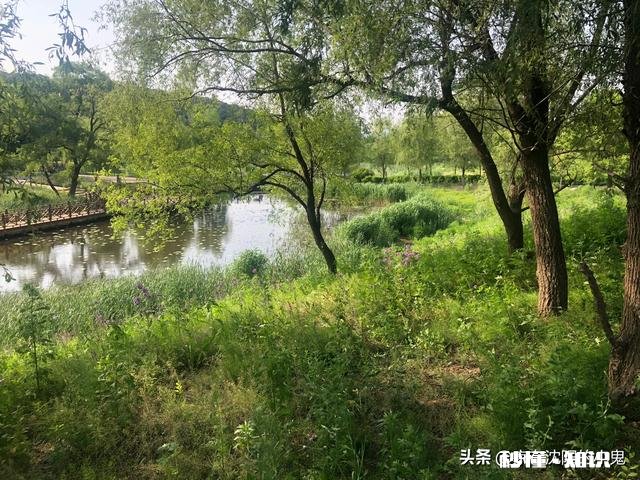 手杆挂猪肝专钓甲鱼怎么钓