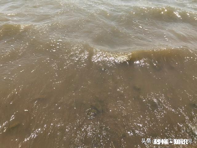 手杆挂猪肝专钓甲鱼怎么钓