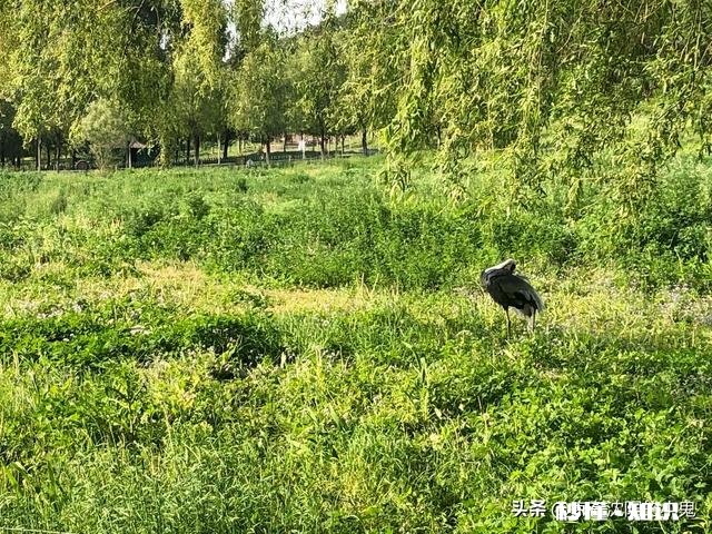 手杆挂猪肝专钓甲鱼怎么钓