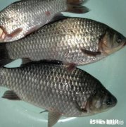 夏季钓鲫鱼技巧