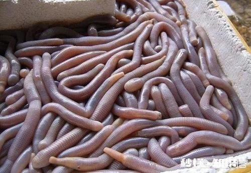 恐怖 你们那边有什么特殊的美食吃起来什么感觉