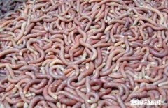 恐怖 你们那边有什么特殊的美食吃起来什么感觉