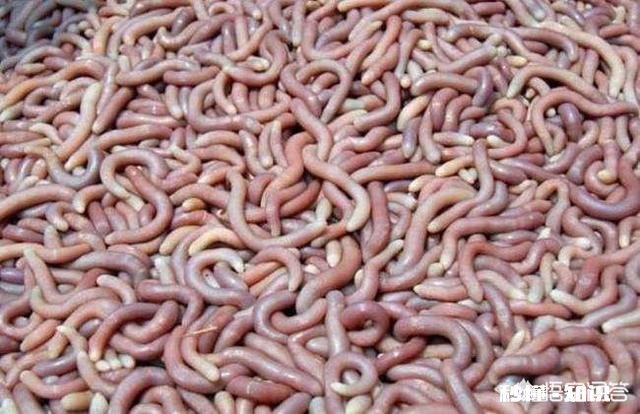 恐怖 你们那边有什么特殊的美食吃起来什么感觉