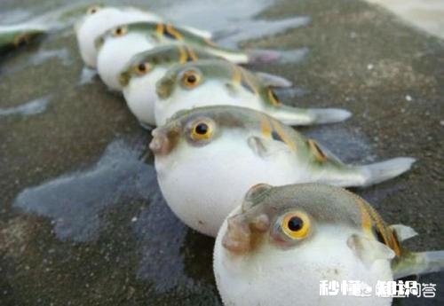 恐怖 你们那边有什么特殊的美食吃起来什么感觉