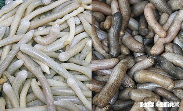 恐怖 你们那边有什么特殊的美食吃起来什么感觉