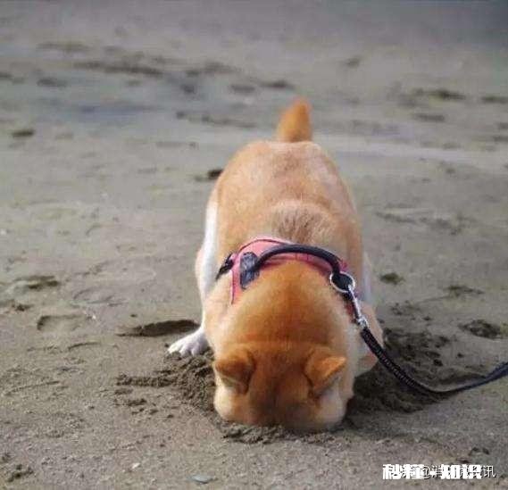 有的狗为什么要挖坑埋食物