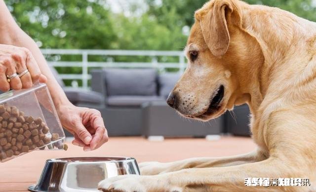 有的狗为什么要挖坑埋食物