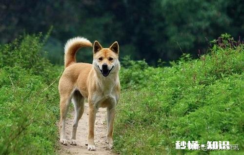 有的狗为什么要挖坑埋食物