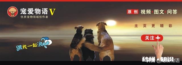 有的狗为什么要挖坑埋食物