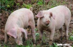 大家觉得农村有哪些行业可以赚钱