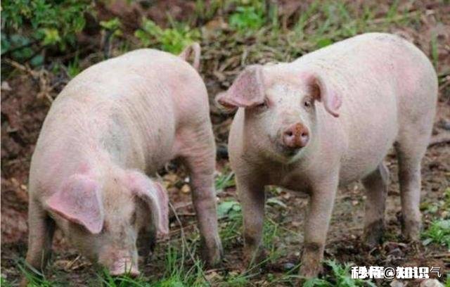 大家觉得农村有哪些行业可以赚钱