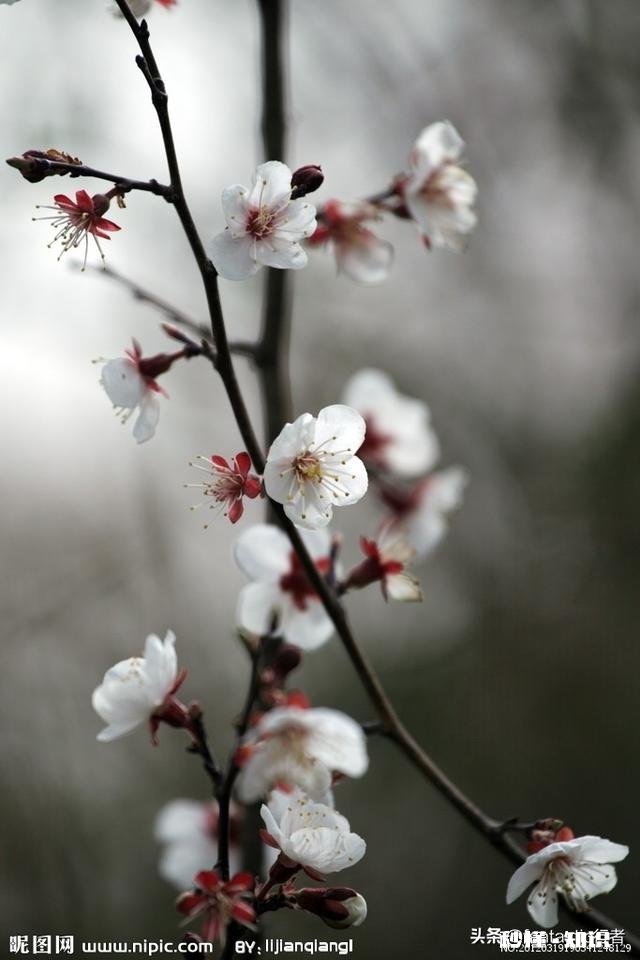 《燕山亭》讲了什么如何理解