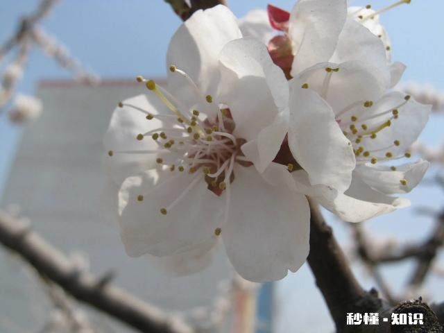 《燕山亭》讲了什么如何理解