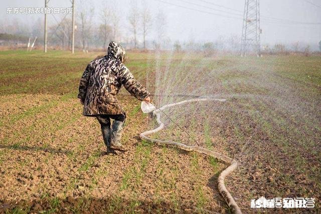 小麦什么时候浇冻水好