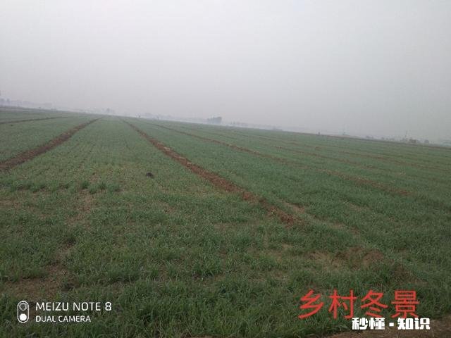 小麦什么时候浇冻水好