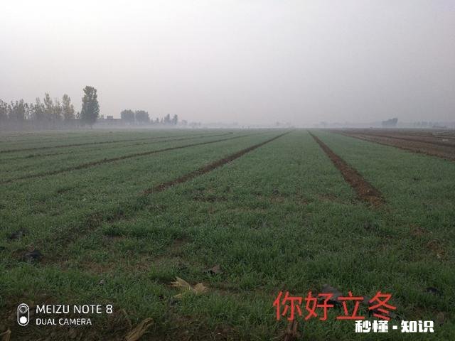 小麦什么时候浇冻水好