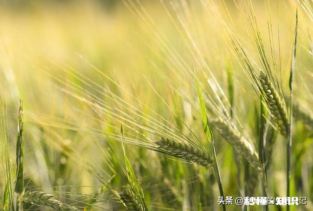 小麦什么时候浇冻水好