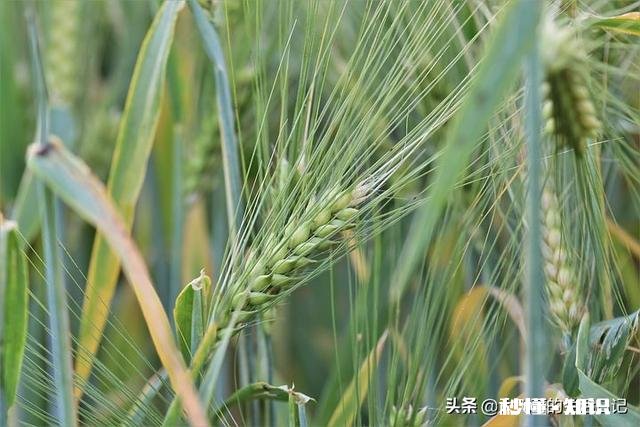 小麦什么时候浇冻水好