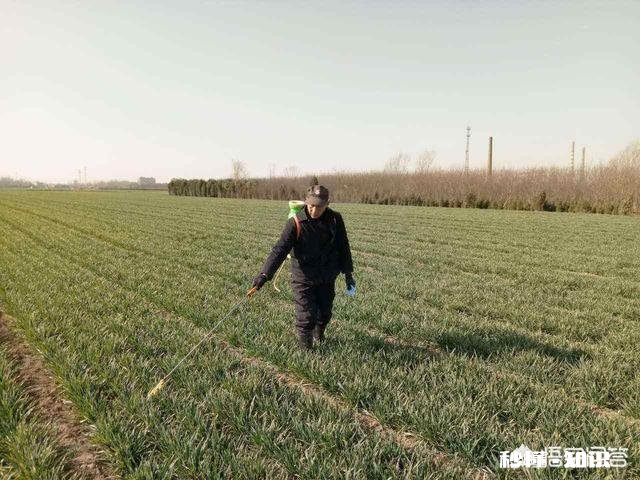 小麦什么时候浇冻水好