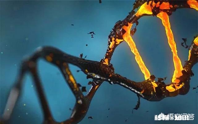 人类是否处于进化中进化的方向是什么呢