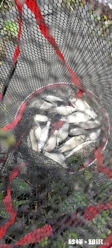 过去装备简陋但钓鱼很快乐，现在装备好了却找不到以前的快乐感觉，为什么