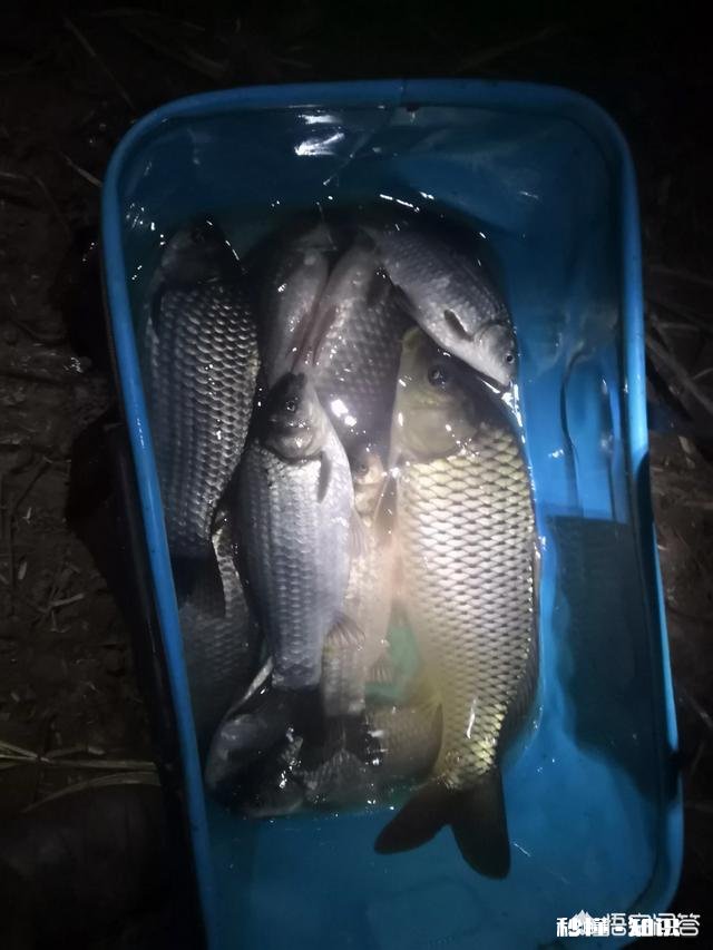 你们夜钓的地方离家远吗