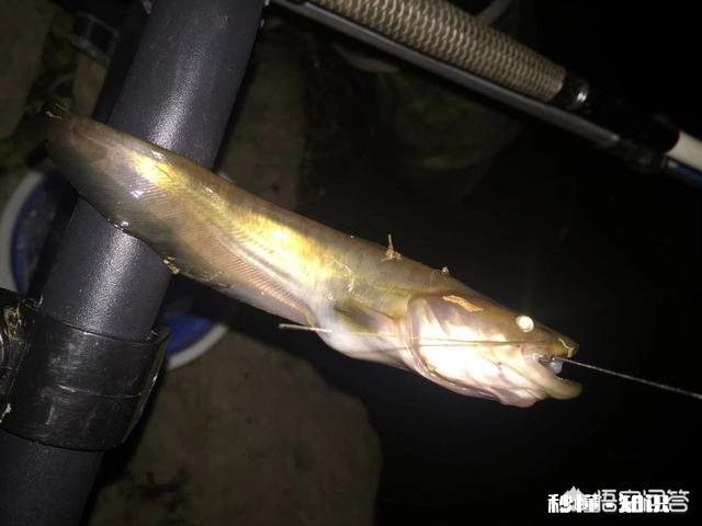 钓鱼时夜光漂可以在白天代替普通浮漂进行做钓吗