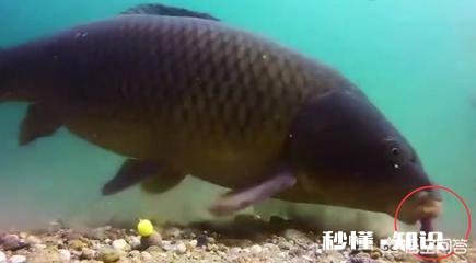 是单钩通线，还是双钩机会多是玉米还是田螺，或者俄料好，钓几天合适