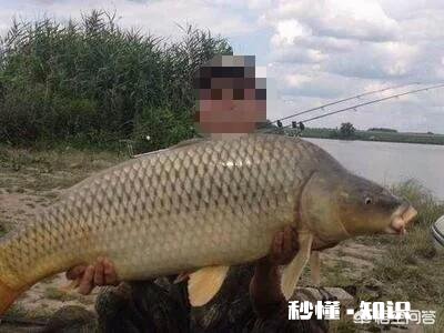 是单钩通线，还是双钩机会多是玉米还是田螺，或者俄料好，钓几天合适