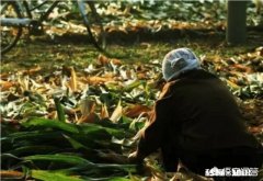 当你知道60多岁的父母在家掰玉米时，你会回家帮助父母吗