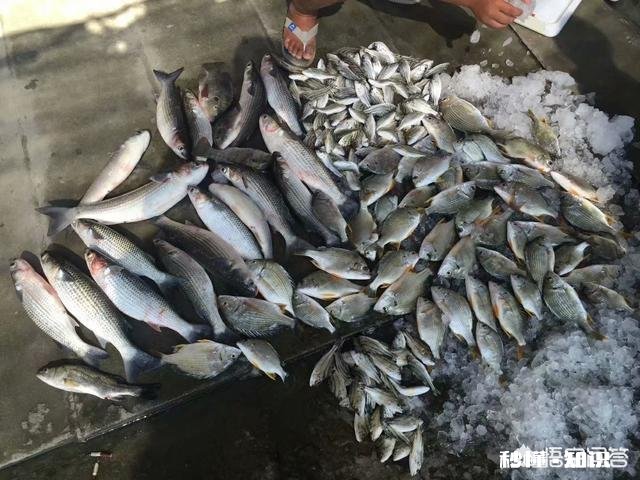 淡水鱼饵料能用海钓打窝吗