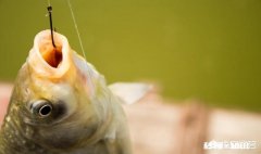 钓鱼有什么乐趣为什么有的人喜欢钓鱼