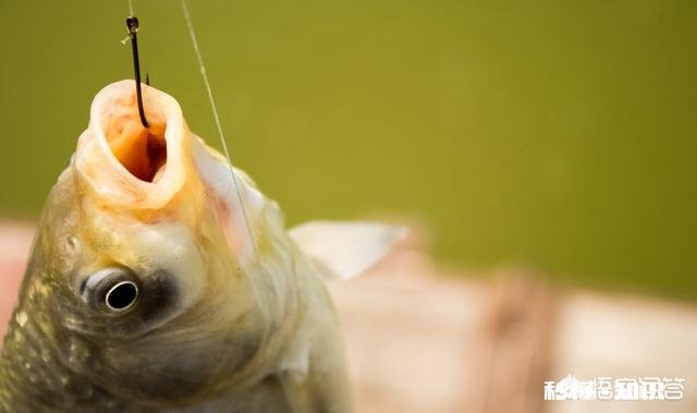 钓鱼有什么乐趣为什么有的人喜欢钓鱼