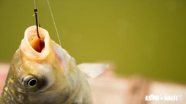 钓鱼有什么乐趣为什么有的人喜欢钓鱼