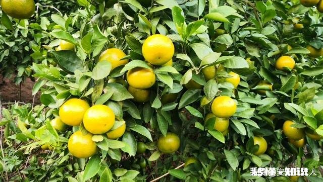 热带为什么农业落后