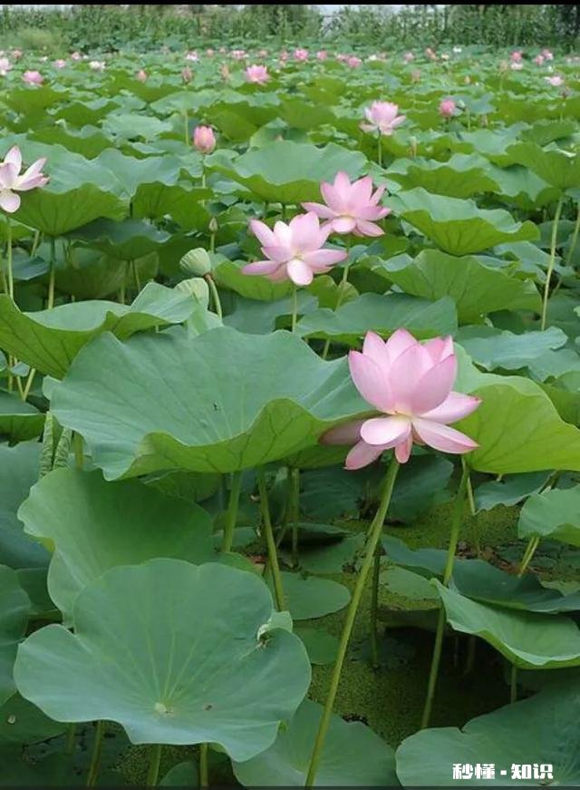 闺蜜出差了，无意发现她被即将结婚的男友绿了，该不该告诉她