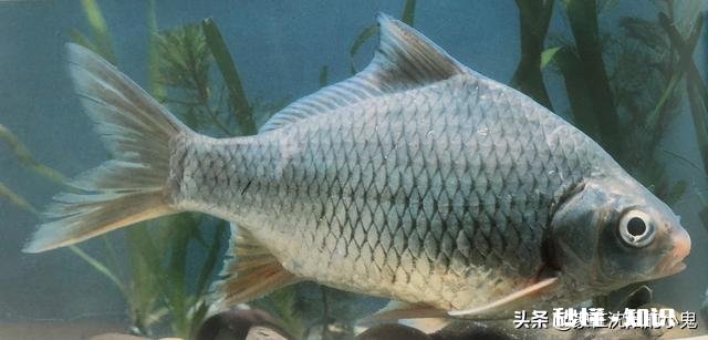 新手买鱼竿，该如何选择