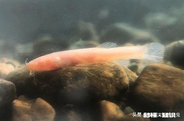 新手买鱼竿，该如何选择