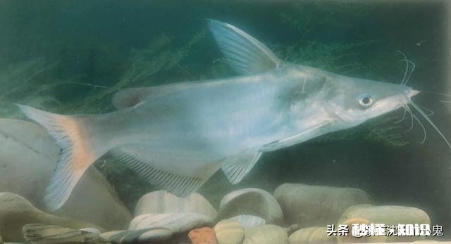 新手买鱼竿，该如何选择