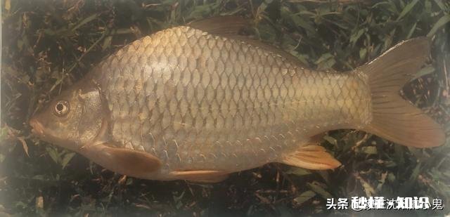 新手买鱼竿，该如何选择