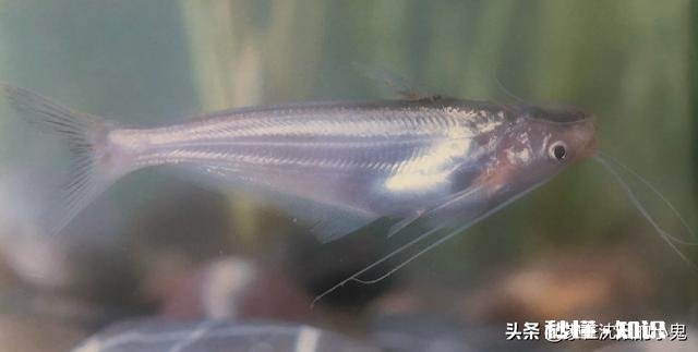 新手买鱼竿，该如何选择