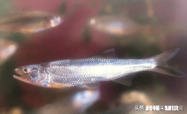 新手买鱼竿，该如何选择