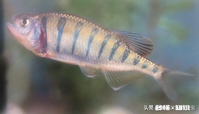 新手买鱼竿，该如何选择