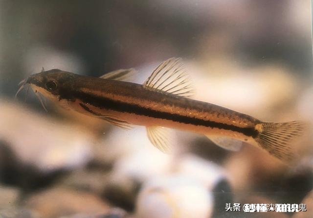 新手买鱼竿，该如何选择