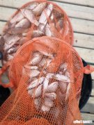 现在正是垂钓的大好时光，还不出门钓鱼吗