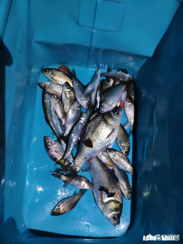 现在正是垂钓的大好时光，还不出门钓鱼吗