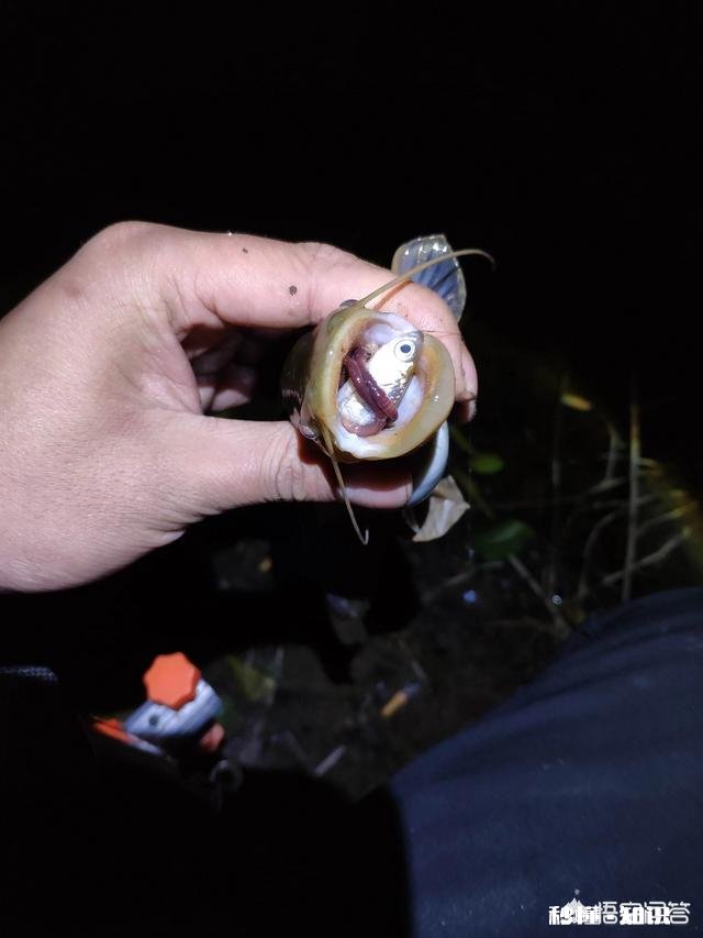 现在正是垂钓的大好时光，还不出门钓鱼吗